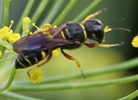 Ectemnius decemmaculatus